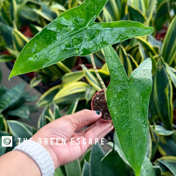 Alocasia tigrina superba 2 po. (TOUTES LES PLANTES nécessitent l'achat de 2 plantes !)