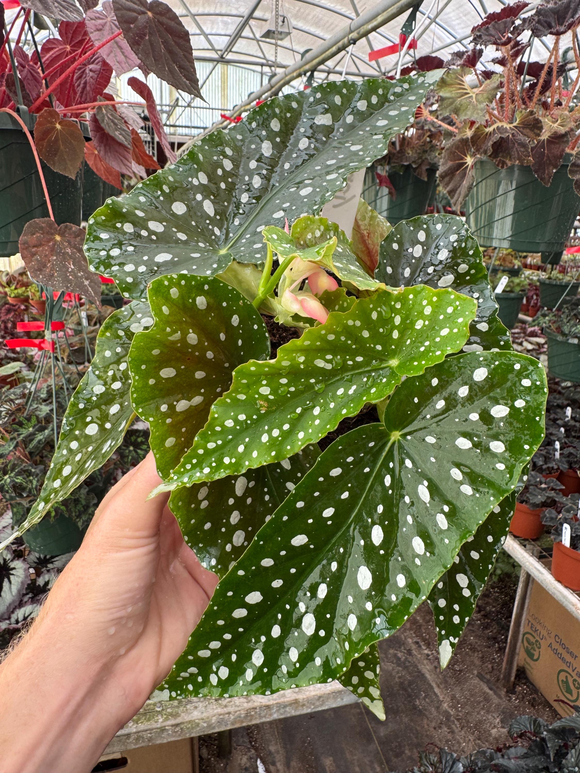 Harmonys Legacy Begonia 6”pot (ALL PLANTS Require You to Purchase