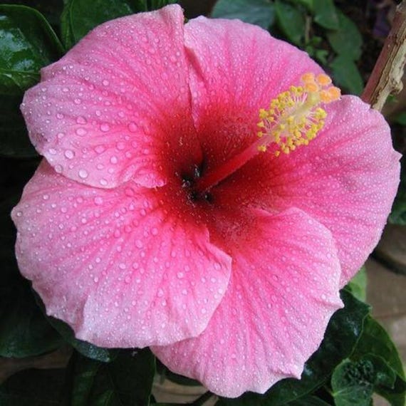 Sweet Pink Hibiscus Starter Plant (ALL STARTER PLANTS Require You