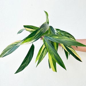 ornithogalum plant Exotic Plants Ornithogalum - Plant Information main image 0