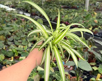 Plante araignée frisée « Bonnie » en pot de 4 po. (TOUTES LES PLANTES nécessitent l'achat de 2 plantes !)