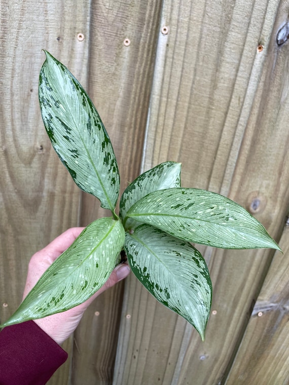 Dieffenbachia Snow Starter Plant (ALL STARTER PLANTS Require You to  Purchase 2 Plants!) - Etsy