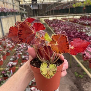 Begonia Peter piper 4 pot ALL PLANTS require you to purchase 2 plants image 7