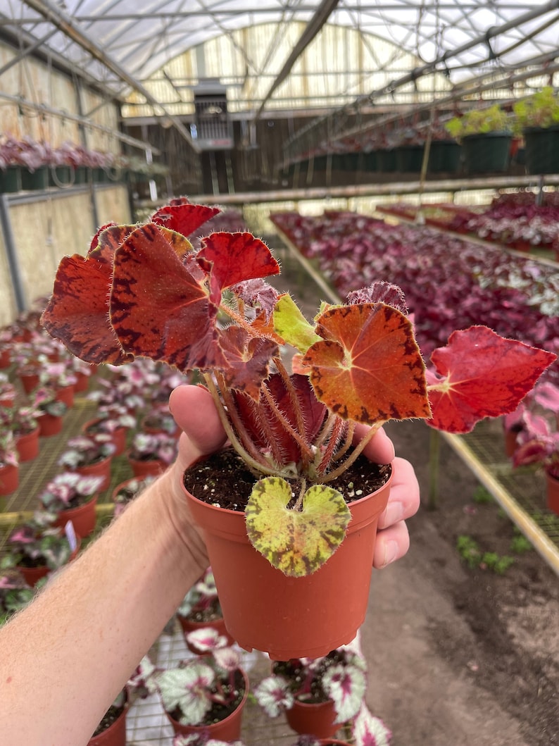 Begonia Peter piper 4 pot ALL PLANTS require you to purchase 2 plants image 7