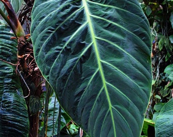 Philodendron gigas Starter Plant (ALL STARTER PLANTS require you to purchase 2 plants!)