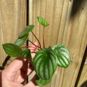 Peperomia Watermelon Starter Plant ALL STARTER PLANTS require you to purchase 2 plants image 2