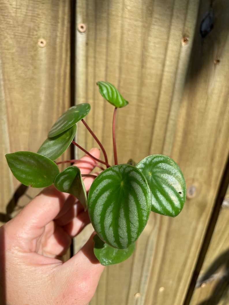 Peperomia Watermelon Starter Plant ALL STARTER PLANTS require you to purchase 2 plants image 2
