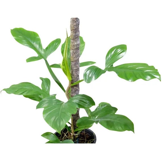 Philodendron Applanatum 2 Pot (ALL PLANTS Require You to Purchase 2  Plants!) - Etsy