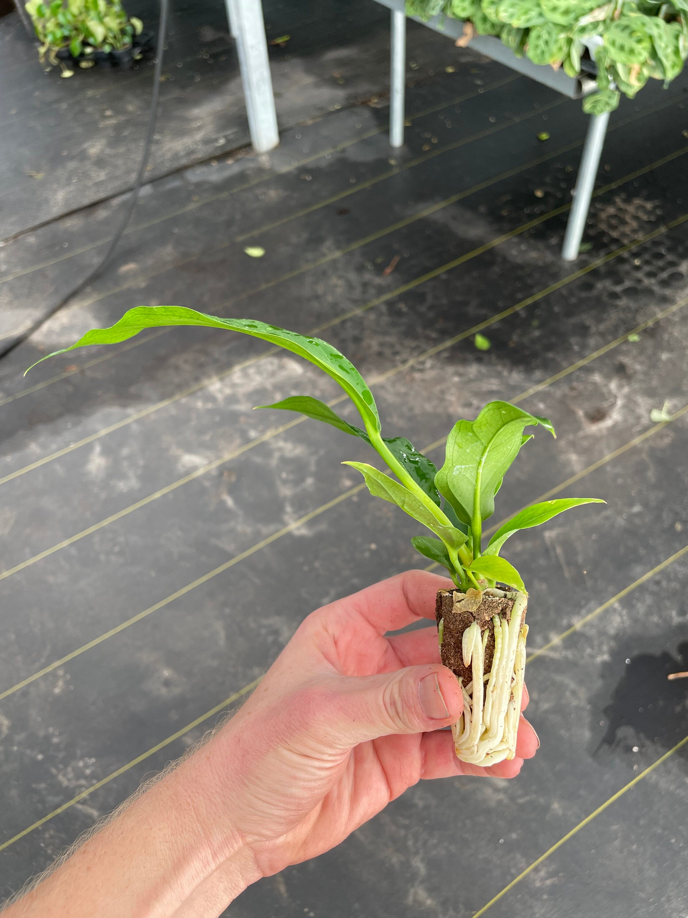 Anthurium Jungle Bush Starter Plant ALL STARTER PLANTS Etsy