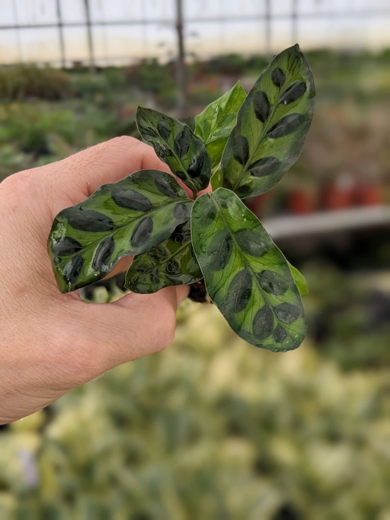 TheGreenEscape Calathea lancifolia Rattlesnake Plant - Thumbnail 3