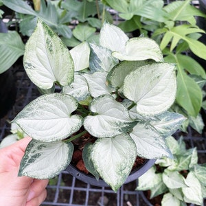 Syngonium mouse ears Starter Plant (ALL STARTER PLANTS require you to purchase 2 plants!)