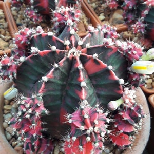 gymnocalycium mihanovichii “pink Japan” cactus Starter Plant (ALL STARTER PLANTS require you to purchase 2 plants!)