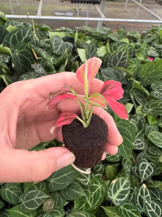 Aglaonema Red Vein Starter Plant (ALL STARTER PLANTS Require You