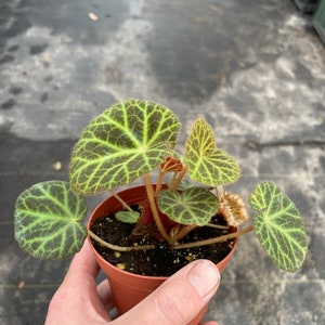 Begonia klemmei 4 pot ALL PLANTS require you to purchase 2 plants image 4