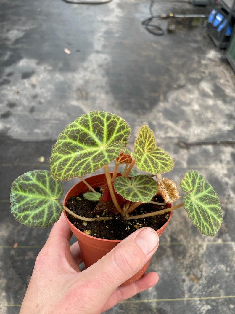 Begonia klemmei 4 pot ALL PLANTS require you to purchase 2 plants image 4