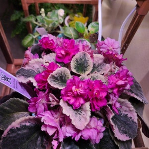 Mardi Gras madness African violet starter plant (ALL Starter PLANTS require you to purchase 2 plants!)