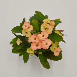 May include: A potted plant with bright pink and yellow flowers. The plant has green leaves and is in a white pot.