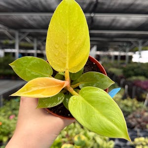philodendron dragon tail Dragon tail Philodendron – Plantify main image 0
