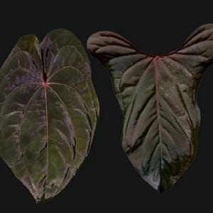 Anthurium red vein dark phoenix x sweetheart starter plant (ALL PLANTS require you to purchase 2 plants!)
