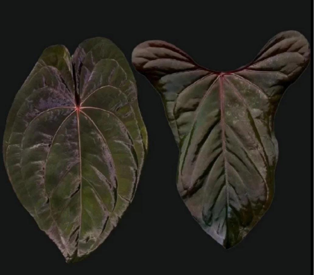 Anthurium Red Vein Dark Phoenix X Sweetheart Starter Plant (ALL