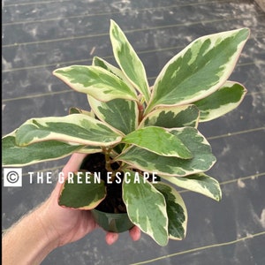 Peperomia ginny 4”pot (ALL PLANTS require you to purchase 2 plants!)