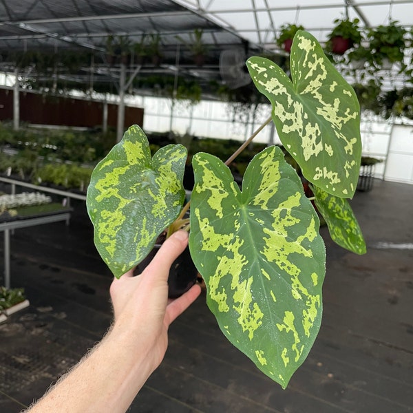 Alocasia hilo beauty 4” pot (ALL PLANTS require you to purchase 2 plants!)