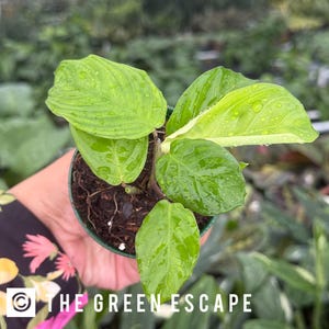 Maranta silver band 2” pot (ALL PLANTS require you to purchase 2 plants!)