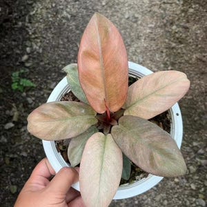 May include: A potted plant featuring broad, oval-shaped leaves with a variegated color palette of soft pink, muted green, and copper tones. The plant is housed in a simple white plastic container filled with dark soil, showcasing a central stem.