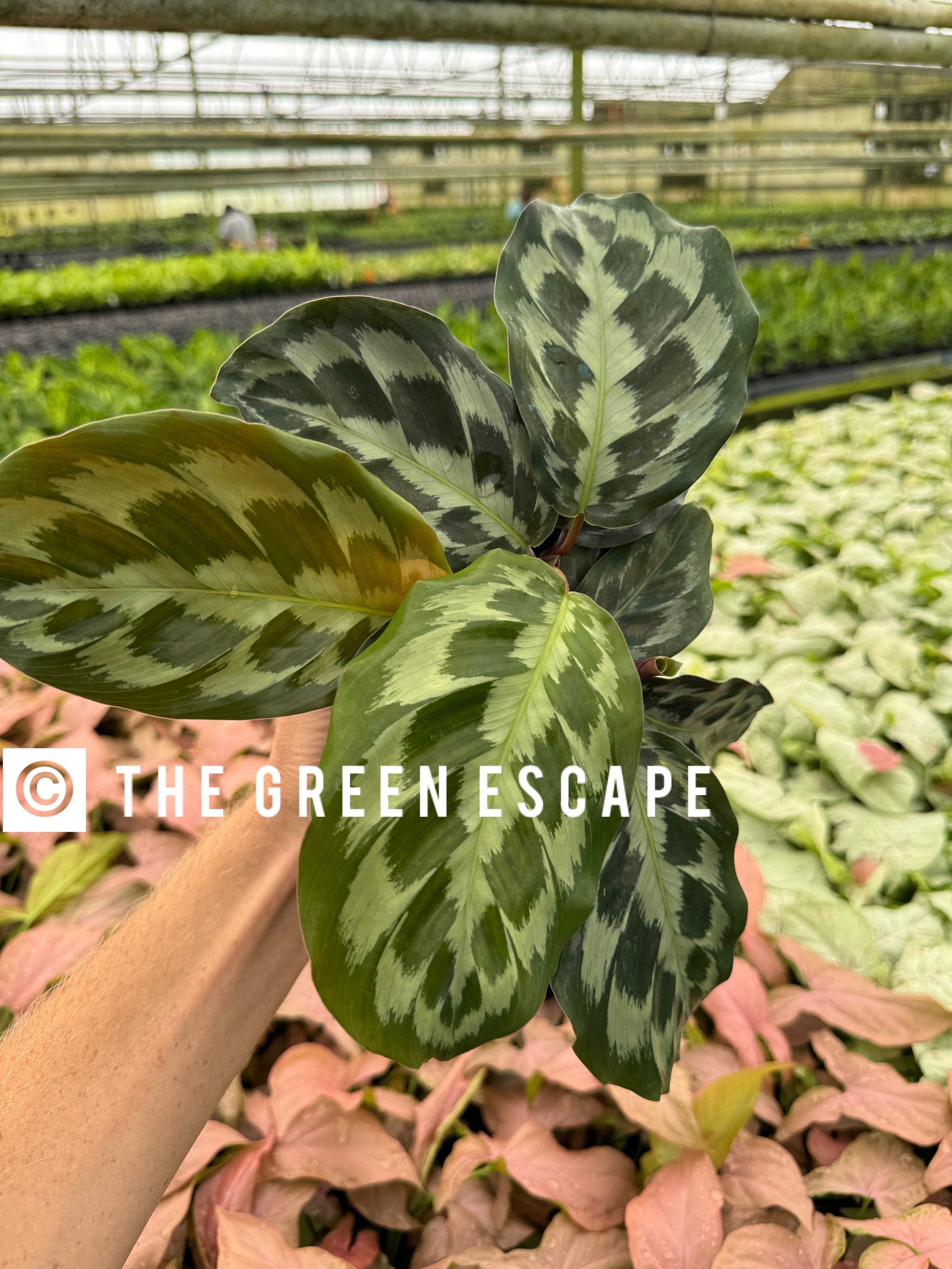 Calathea Helen Kennedy 4 Pot (ALL PLANTS Require You to Purchase 2  Plants!) - Etsy