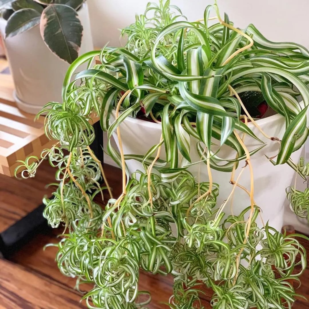 Spider Plants for Sale