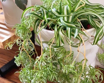 Curly Spider Plant  “Bonnie” Starter Plant (ALL STARTER PLANTS require you to purchase 2 plants!)