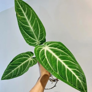 Anthurium Villenaorum Starter Plant (ALL STARTER PLANTS require you to purchase 2 plants!)