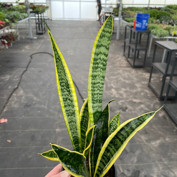 Sansevieria laurentii 4”pot (ALL PLANTS require you to purchase 2 plants!)