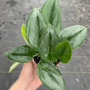 Scindapsus treubii moonlight 4” pot (ALL PLANTS require you to purchase 2 plants!)