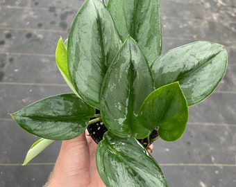 Scindapsus treubii moonlight 4” pot (ALL PLANTS require you to purchase 2 plants!)