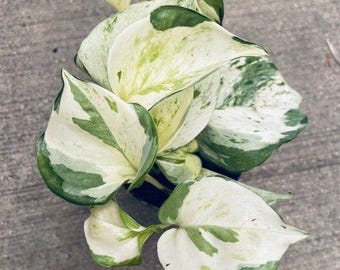 Manjula pothos Starter Plant (ALL STARTER PLANTS require you to purchase 2 plants!)