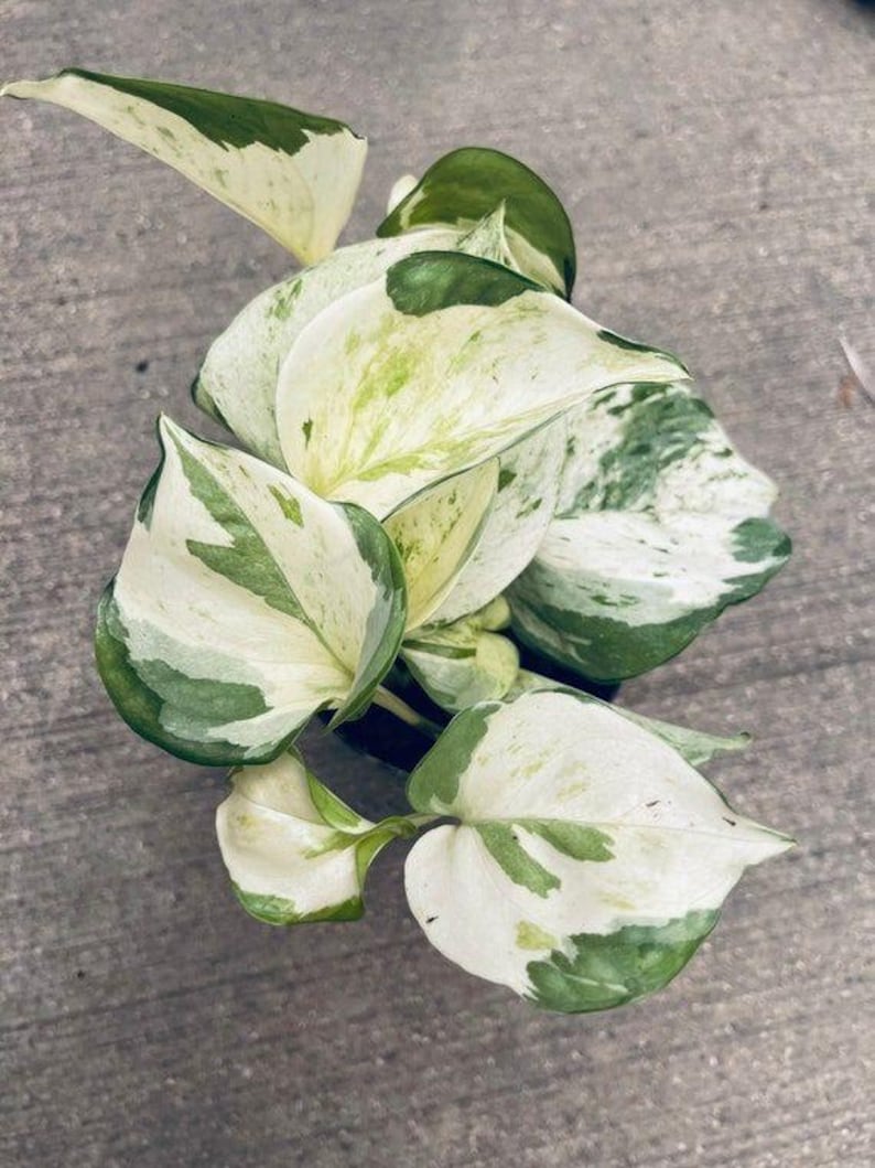 K&ouml;nnte beinhalten: Nahaufnahme einer Pothos-Pflanze mit gro&szlig;en, herzf&ouml;rmigen Bl&auml;ttern. Die Bl&auml;tter sind eine Mischung aus Wei&szlig; und Gr&uuml;n, wobei das Gr&uuml;n in unregelm&auml;&szlig;igen Mustern und an den R&auml;ndern erscheint. Auf grauem Hintergrund.