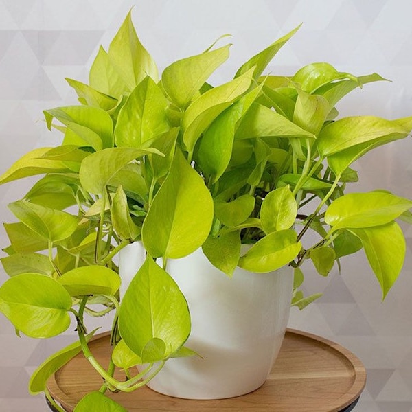 Neon pothos Starter Plant (ALL STARTER PLANTS require you to purchase 2 plants!)