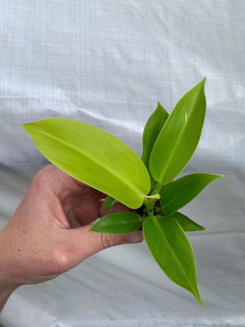 TheGreenEscape Philodendron Moonlight Plant