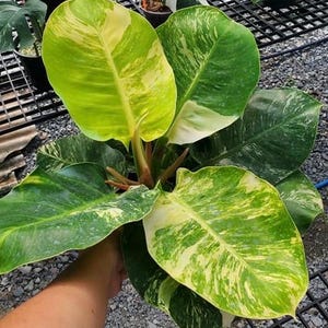 philodendron micans mature 4