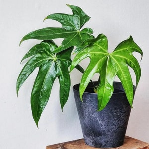 Anthurium pedato radiatum “fingers”Starter Plant (ALL STARTER PLANTS require you to purchase 2 plants!)