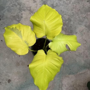 New cultivar Monstera voltage (creme brulee mutation) Tissue Culture (ALL PLANTS require you to purchase 2 plants!)