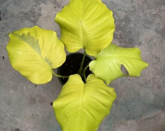 New cultivar Monstera voltage (creme brulee mutation) Tissue Culture (ALL PLANTS require you to purchase 2 plants!)