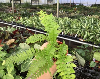 Lace fern 2” pot (ALL PLANTS require you to purchase 2 plants!)