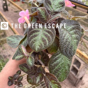 May include: A potted Episcia plant with textured, dark green and bronze foliage featuring prominent veins. The plant has small, light pink, tubular flowers with ruffled edges. The text THE GREEN ESCAPE is printed in white over the leaves.