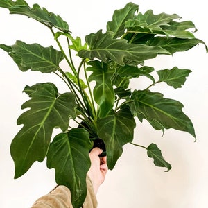 Philodendron Deja vu Starter Plant (ALL STARTER PLANTS require you to purchase 2 plants!)