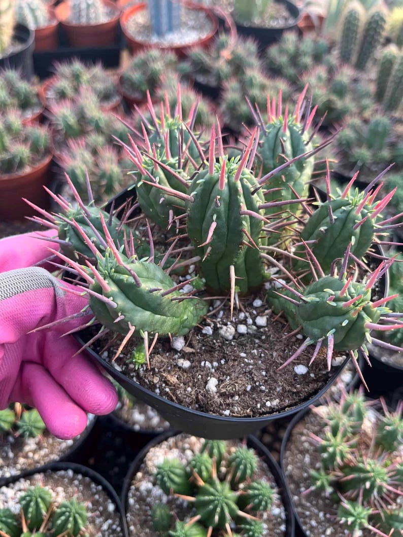 TheGreenEscape Euphorbia ferox - Thumbnail 2