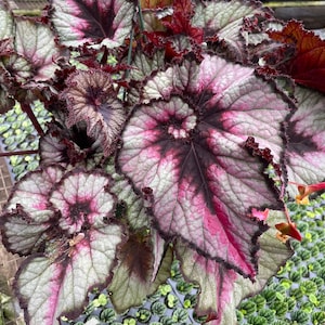 Harmonys Star light begonia Starter Plant (ALL STARTER PLANTS require you to purchase 2 plants!)