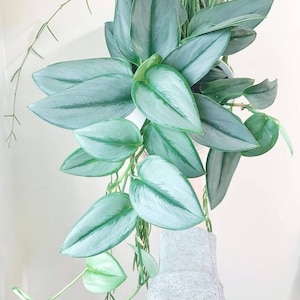 Scindapsus treubii moonlight Starter Plant (ALL STARTER PLANTS require you to purchase 2 plants!)