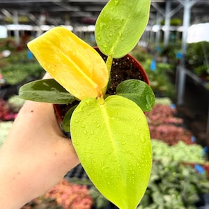 Philodendron Melinonii Ghost - Etsy